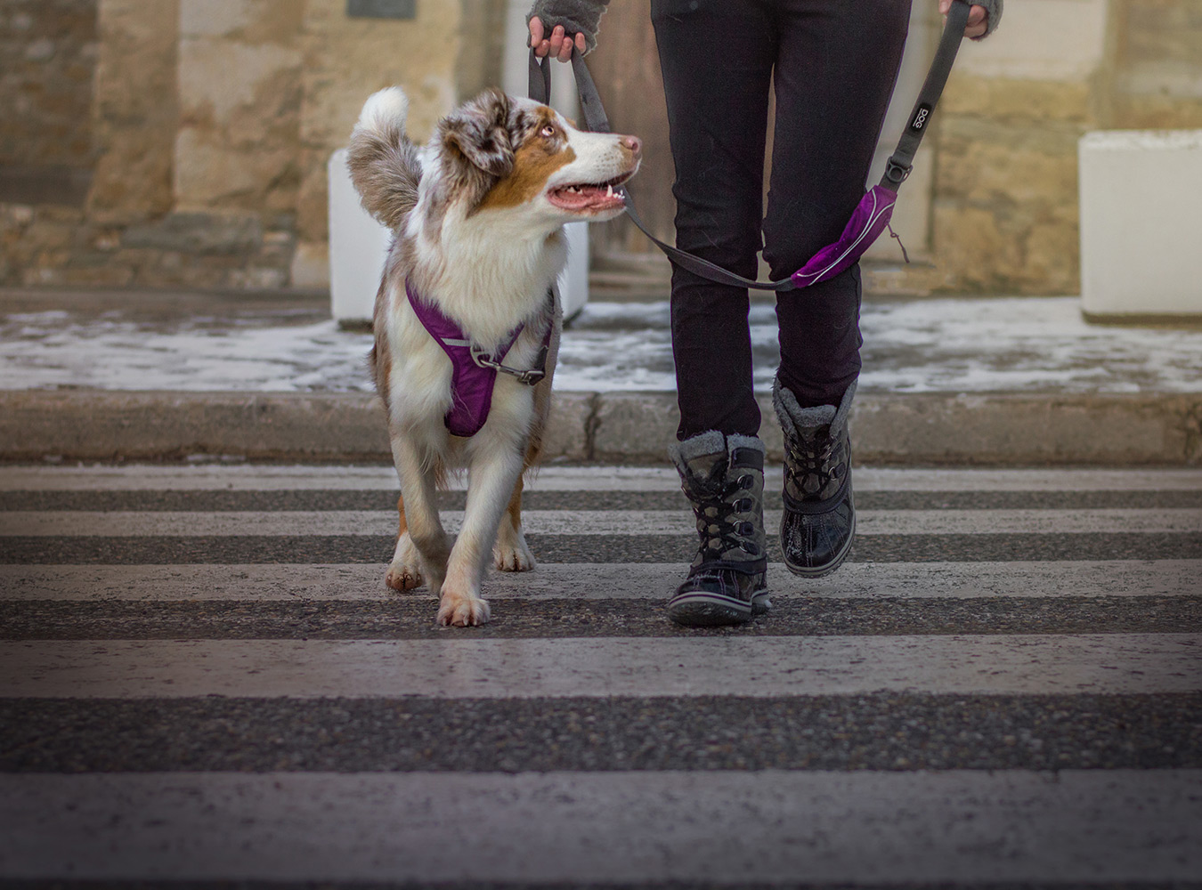 DOG Copenhagen Urban Trail Leine - Purple Passion