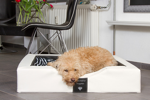 DoggyBed GELAX Hundebett Compact Style - weiß/schwarz